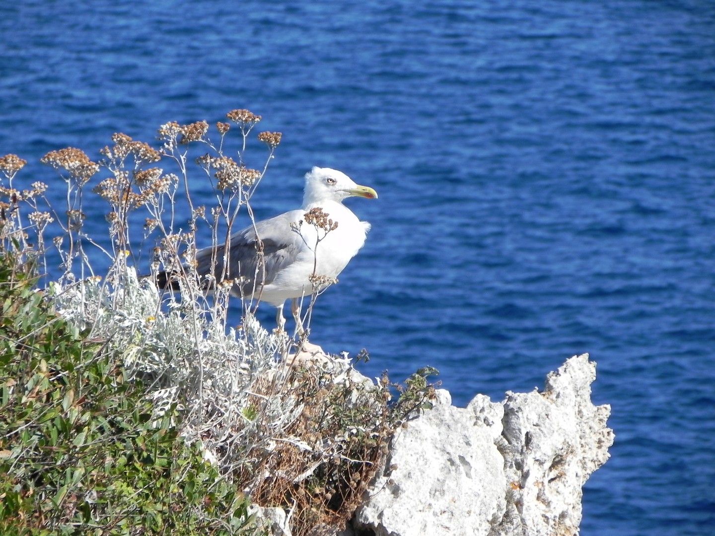 Foto di un gabbiano ripreso da lontano sulla costa diArenal d'en Castel di Menorca