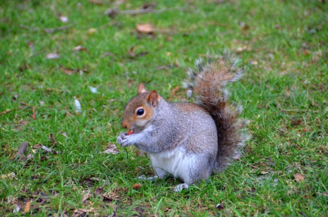 In questo bel parco di Londra è possibile vedere tanti piccoli scoiattoli che girano indisturbati